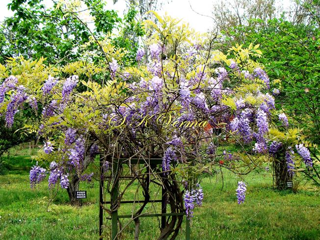  Plant in bloom